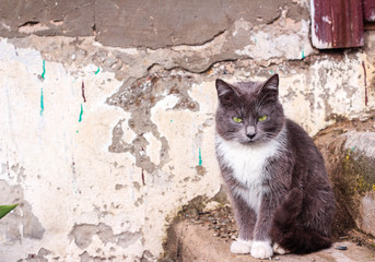 Young gray cat on vintage emotional background