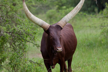 Watussirind in Uganda, Afrika