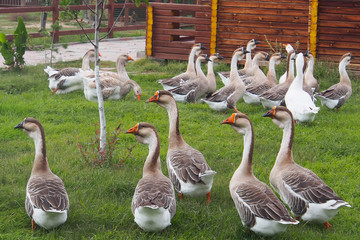 Domestic geese graze on traditional village goose farm outdoors