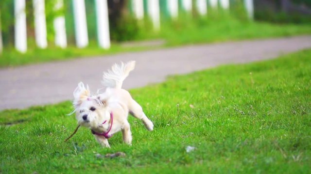 Maltese lapdog plays on the green lawn, slow motion