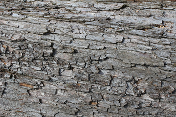 Rinde des Apfelbaumes