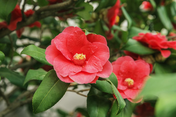 hibiscus horizontal against the background of leaves