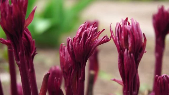 Young sprouts of peony flowers.