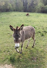 &Acirc;ne dans la prairie