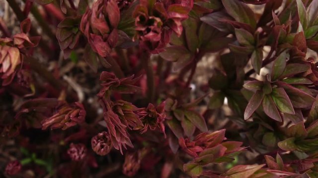Young sprouts of peony flowers.