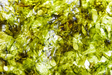 nori dry seaweed sheets © kiboka