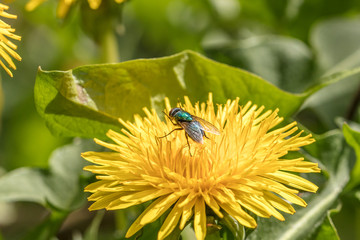 fliege auf löwenzahn