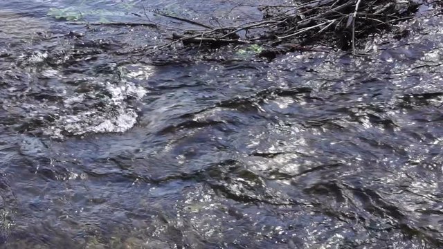 A forest stream with dark water. Slow motion