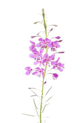 Pink flowers of Fireweed isolated on white background. Chamaenerion angustifolium