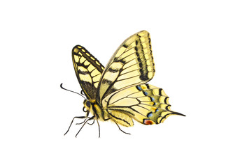Fototapeta na wymiar Colorful butterfly on a white background