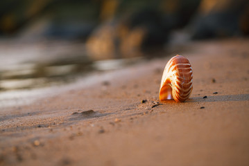 seashell nautilus on sea beach with waves under sunrise sun light