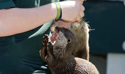 Feed of otters