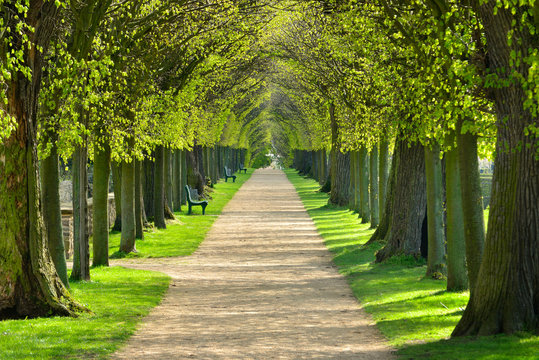 Park mit Lindenallee im Fr&uuml;hling, erstes frisches gr&uuml;nes Laub