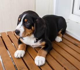 Entlebucher sennenhund, Swiss Shepherd Dog Puppy, 2.5 months
