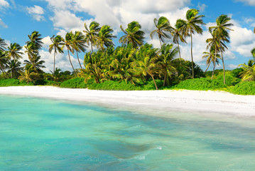 Obraz premium Tropical scenery. Beautiful palm beach with turquoise waters and white sand. Tropical vacations. Relaxing tropical holidays. Idyllic tropical scene. Saona Island, Dominican Republic