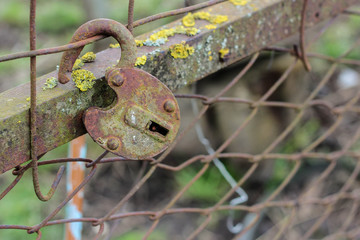 Vintage lock on the fence