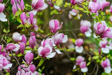 Foto auf Acrylglas Magnolie Blühende Magnolienblüte