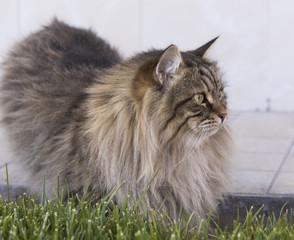 Naklejka na ściany i meble fluffy cat in the garden