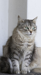 adorable silver siberian cat in the house
