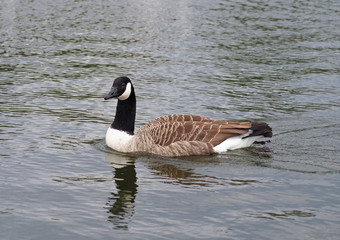 Canada goose swimming in a pond