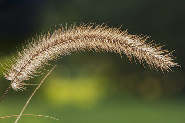 Back Lit Pampas Grass