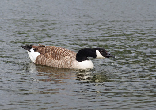 Canada goose swimming in a pond