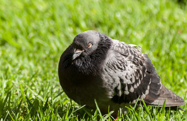 Shooting pigeons in the park.