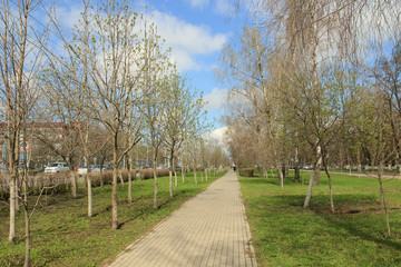 Obraz premium Spring alley