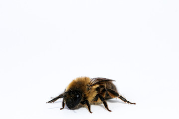 Makro einer Biene, Insekt, Natur, Tier