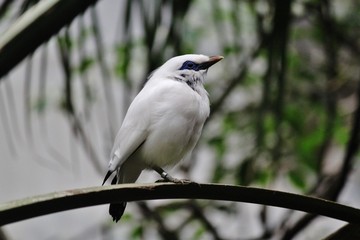 Bali Starling