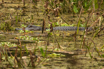 American alligator swims through a swamp in Florida
