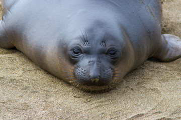 Portrait of an elephant seal