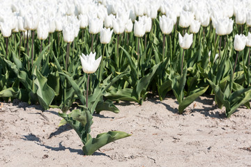 White tulip standing before a field with white tulips