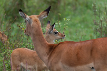 Impalas (Aepyceros sp.) am Lake Nakuru in Kenia, Afrika