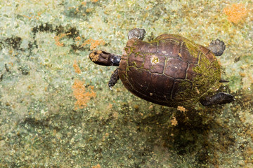 Turtle in water
