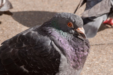 Shooting pigeons in the park.