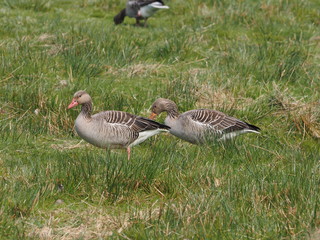 graugans auf der wiese 