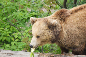 Oso pardo (Ursus arctos)