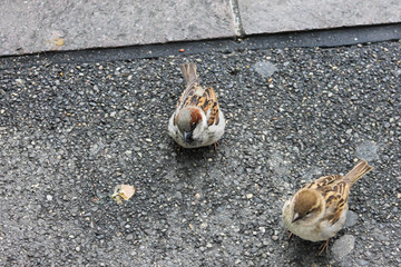 Gorriones comunes (Passer domesticus) en la ciudad de Basilea