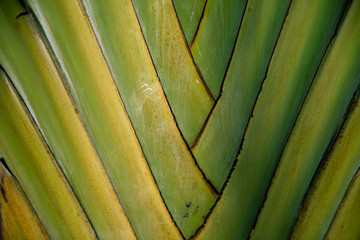 Palm frond