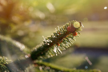 A fly sits on a tree branch with sunlight