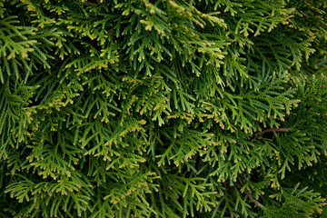 Background of thick green thai
