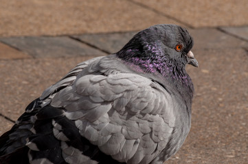 Shooting pigeons in the park.