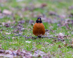 American Robin in a green grass field searching for worms and other insects in early spring in Montreal Canada.