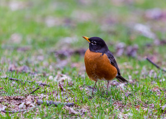 American Robin in a green grass field searching for worms and other insects in early spring in Montreal Canada.