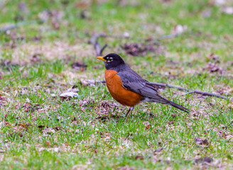 American Robin in a green grass field searching for worms and other insects in early spring in Montreal Canada.