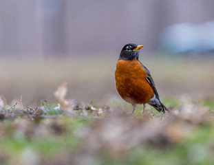 American Robin in a green grass field searching for worms and other insects in early spring in Montreal Canada.