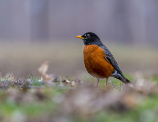 American Robin in a green grass field searching for worms and other insects in early spring in Montreal Canada.