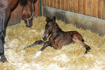 Neugeborenes Fohlen