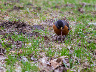 American Robin in a green grass field searching for worms and other insects in early spring in Montreal Canada.